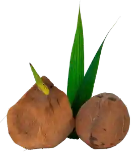 Insumos y materias primas de coco al por mayor para la industria alimenticia